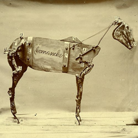 Horse Comanche Chadwick Stokes