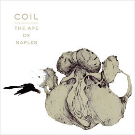 Ape of Naples Coil