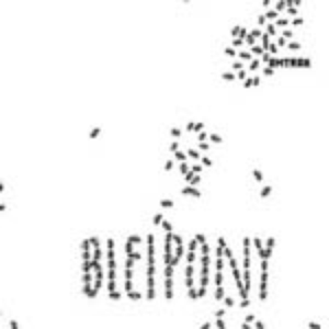 Bleipony