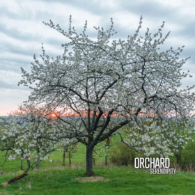 Serendipity Orchard