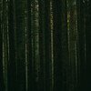 Evergreen (Deluxe Edition)