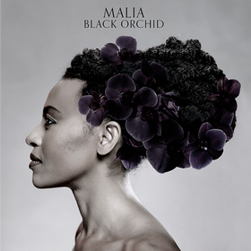 Black Orchid Malia
