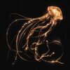 Back To The Water Below (Limited Edition)
