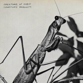 Creature of Habit (Limited Edition) Courtney Barnett