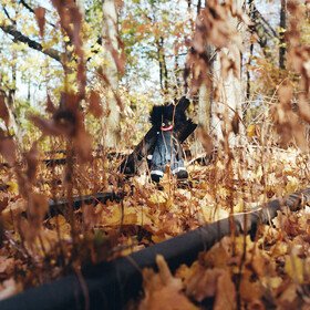 GOLLIWOG Billy Woods