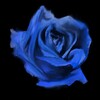 Rosebud