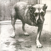 Alice In Chains (30th Anniversary Edition)