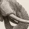 World Elephant Day