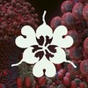 The Fossora Remixes (Limited Edition)