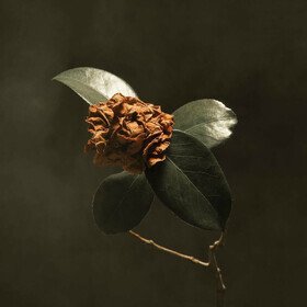 Young Sick Camellia (Limited Edition) St. Paul & The Broken Bones