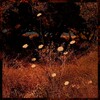 Earth Patterns (Limited Edition)