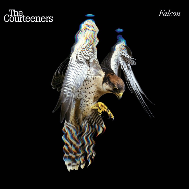Falcon (Limited Edition)