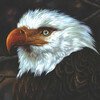 The Hawk Is Howling (Limited Edition)
