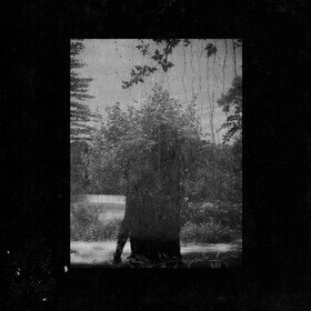 Ruins Grouper