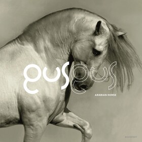 Arabian Horse Gus Gus